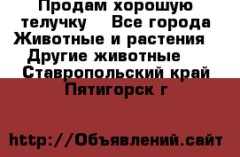 Продам хорошую телучку. - Все города Животные и растения » Другие животные   . Ставропольский край,Пятигорск г.